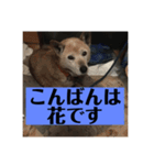 愛犬花11（個別スタンプ：3）