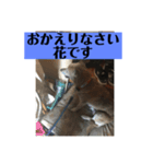 愛犬花11（個別スタンプ：4）