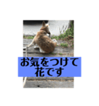 愛犬花11（個別スタンプ：5）