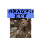 愛犬花11（個別スタンプ：6）