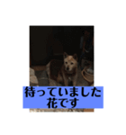 愛犬花11（個別スタンプ：7）