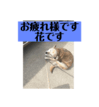 愛犬花11（個別スタンプ：8）