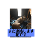 愛犬花11（個別スタンプ：9）