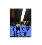 愛犬花11（個別スタンプ：10）