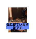 愛犬花11（個別スタンプ：11）