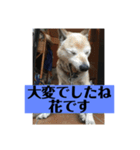 愛犬花11（個別スタンプ：12）