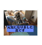 愛犬花11（個別スタンプ：13）