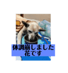 愛犬花11（個別スタンプ：14）