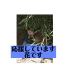 愛犬花11（個別スタンプ：15）