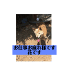 愛犬花11（個別スタンプ：16）