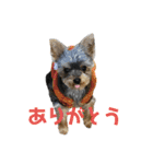 わらび(341)（個別スタンプ：3）