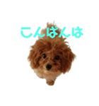ショコラ(333)（個別スタンプ：3）