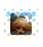 ショコラ(333)（個別スタンプ：6）