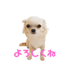 ヒメ(335)（個別スタンプ：1）