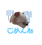 ヒメ(335)（個別スタンプ：3）