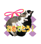 ビビ＆カカ 2（個別スタンプ：6）