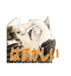 ビビ＆カカ 2（個別スタンプ：12）