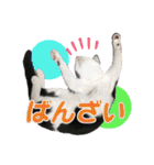 ビビ＆カカ 2（個別スタンプ：19）