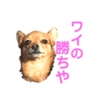 あたちのmix犬7（個別スタンプ：1）