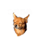 あたちのmix犬7（個別スタンプ：2）