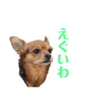あたちのmix犬7（個別スタンプ：6）