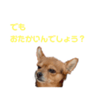 あたちのmix犬7（個別スタンプ：8）