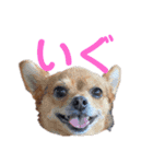 あたちのmix犬7（個別スタンプ：10）