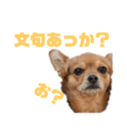 あたちのmix犬7（個別スタンプ：13）