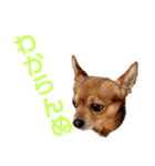 あたちのmix犬7（個別スタンプ：14）