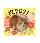 ニャンズ年賀 ’21（個別スタンプ：1）