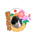ニャンズ年賀 ’21（個別スタンプ：4）