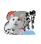 ニャンズ年賀 ’21（個別スタンプ：8）