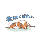 柴犬くんとキャバリアちゃんのスタンプ（個別スタンプ：26）