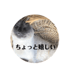 あずきは今日も憂鬱（個別スタンプ：13）