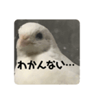ヒメウズラ感情スタンプ Ver.2（個別スタンプ：1）
