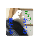 ヒメウズラ感情スタンプ Ver.2（個別スタンプ：3）