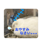ヒメウズラ感情スタンプ Ver.2（個別スタンプ：4）