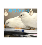 ヒメウズラ感情スタンプ Ver.2（個別スタンプ：6）