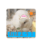 ヒメウズラ感情スタンプ Ver.2（個別スタンプ：8）