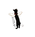 キジトラ kijitora cat（個別スタンプ：1）