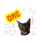 キジトラ kijitora cat（個別スタンプ：4）
