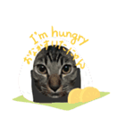 キジトラ kijitora cat（個別スタンプ：5）