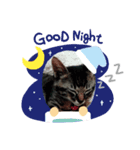 キジトラ kijitora cat（個別スタンプ：6）