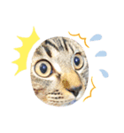 キジトラ kijitora cat（個別スタンプ：7）
