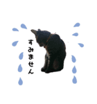 キジトラ kijitora cat（個別スタンプ：8）