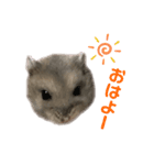 ぼくんちのハムちゃん（個別スタンプ：1）
