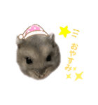 ぼくんちのハムちゃん（個別スタンプ：2）