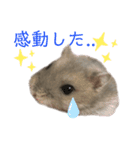 ぼくんちのハムちゃん（個別スタンプ：5）