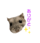 ぼくんちのハムちゃん（個別スタンプ：6）