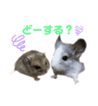 ぼくんちのハムちゃん（個別スタンプ：15）